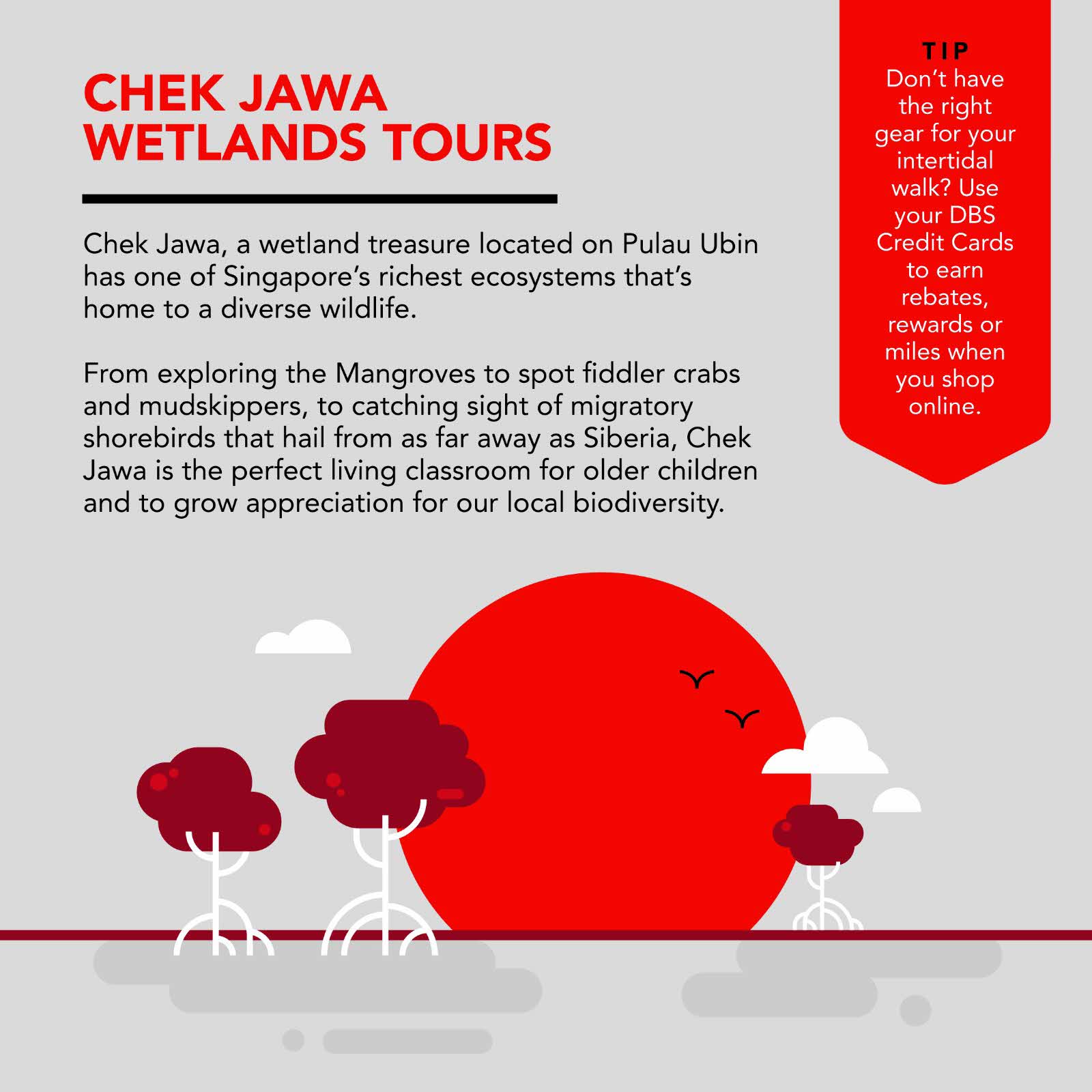 Chek Jawa Wetlands Tours