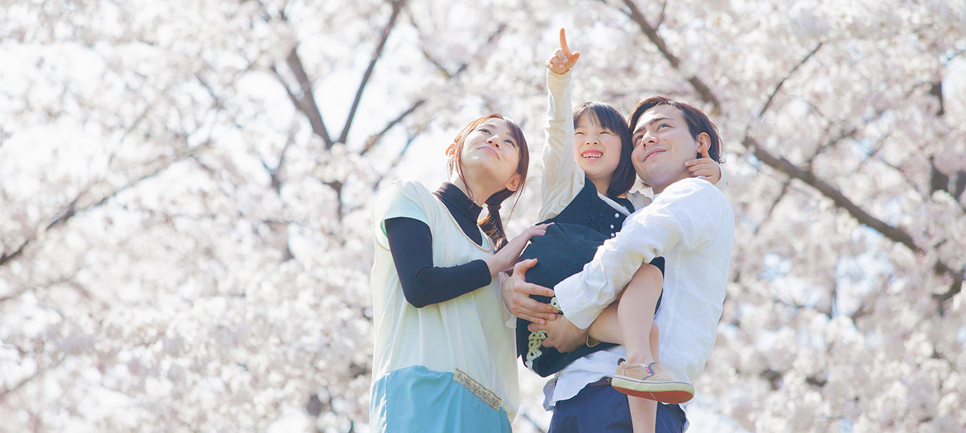 Family enjoying sakura cherry blossoms